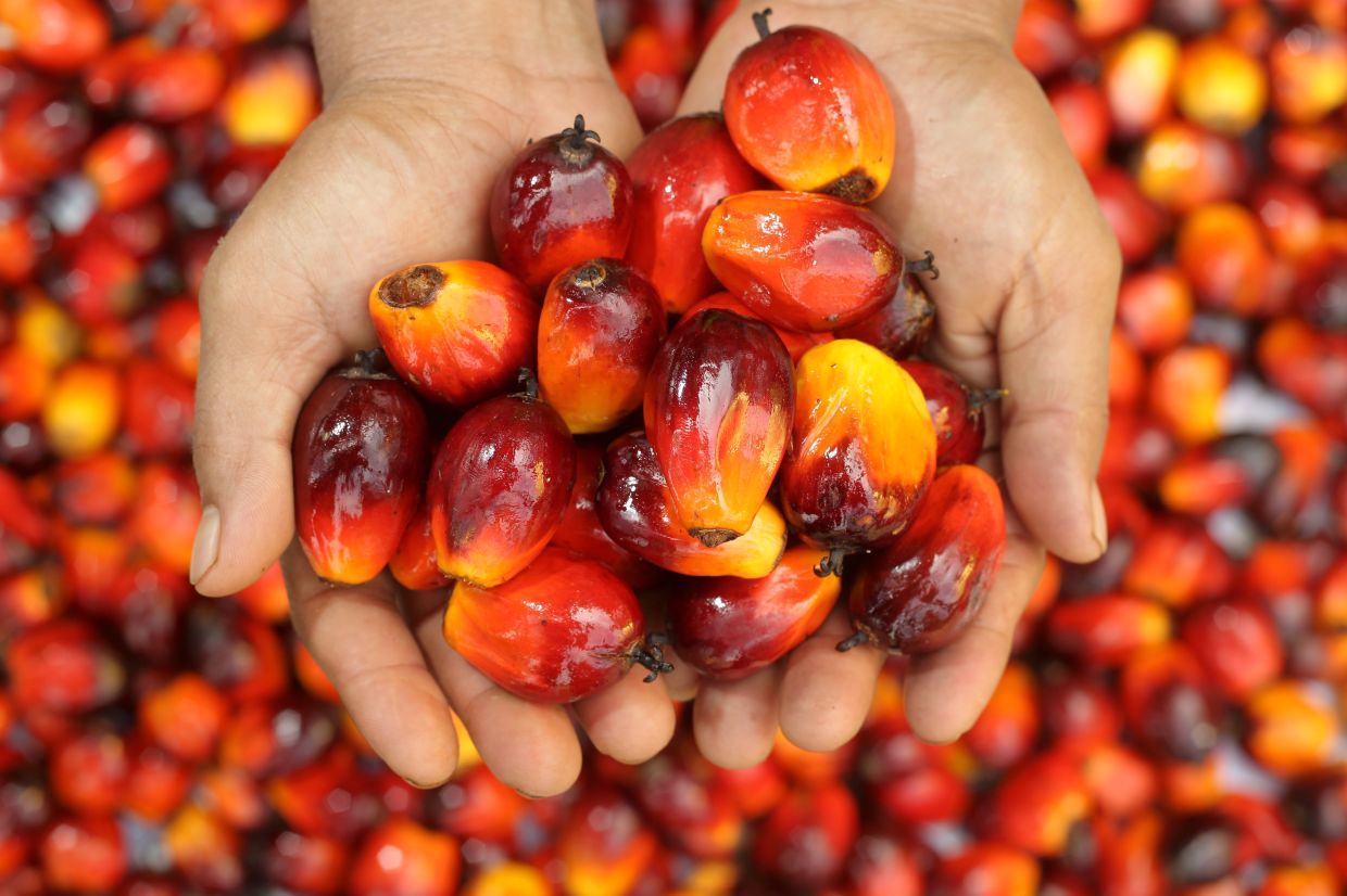 马来西亚棕榈油局研制的环保型生物基多元醇用于聚合物产品