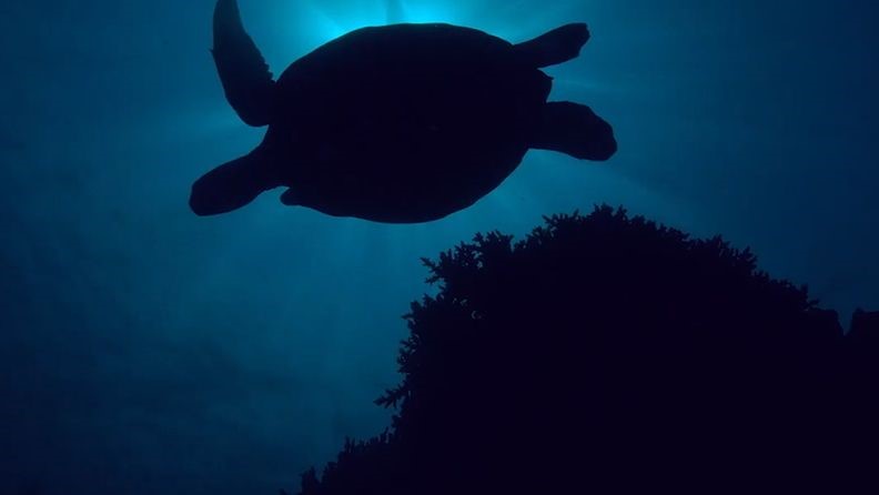 三星Galaxy系列采用从废弃渔网中回收的尼龙