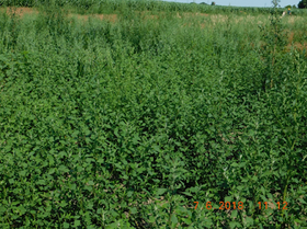 PHA生物塑料来源有了新的进展